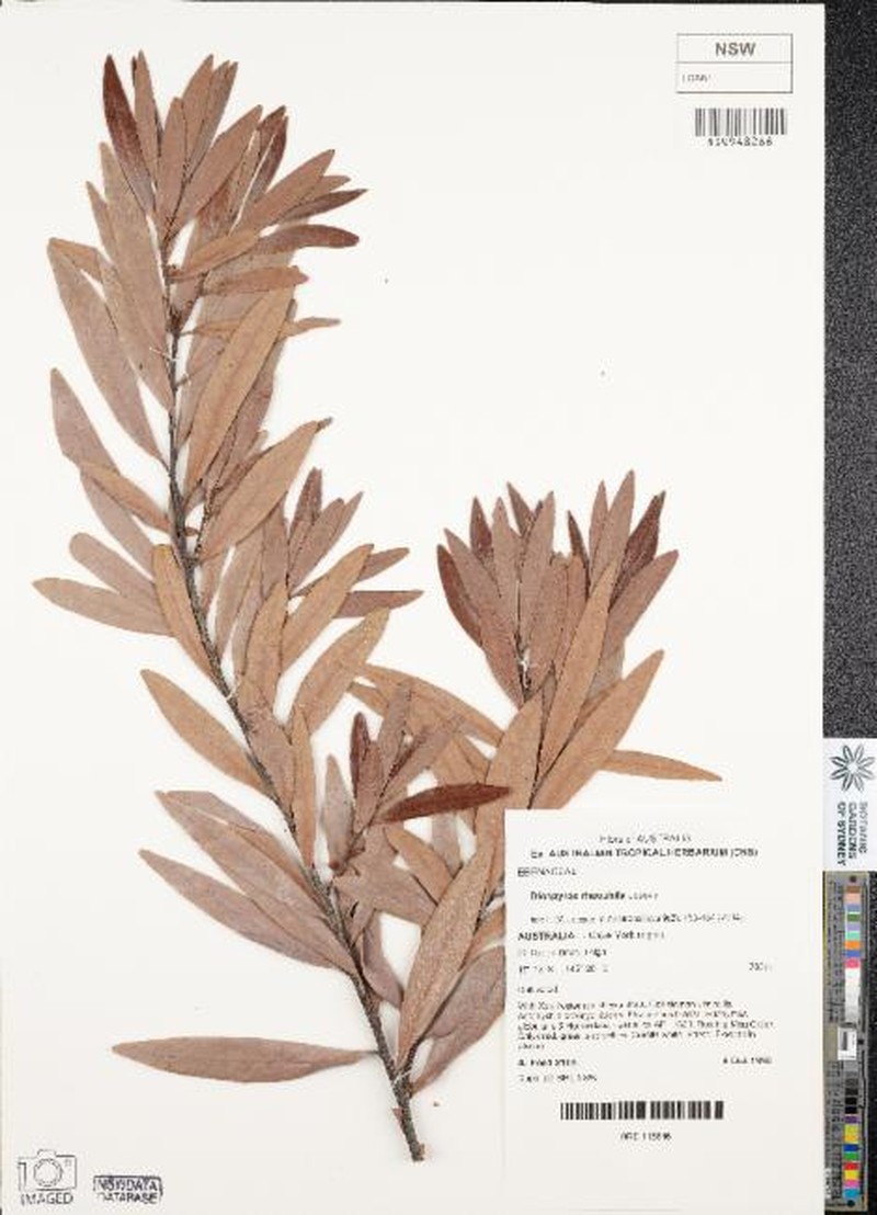 Diospyros rheophila