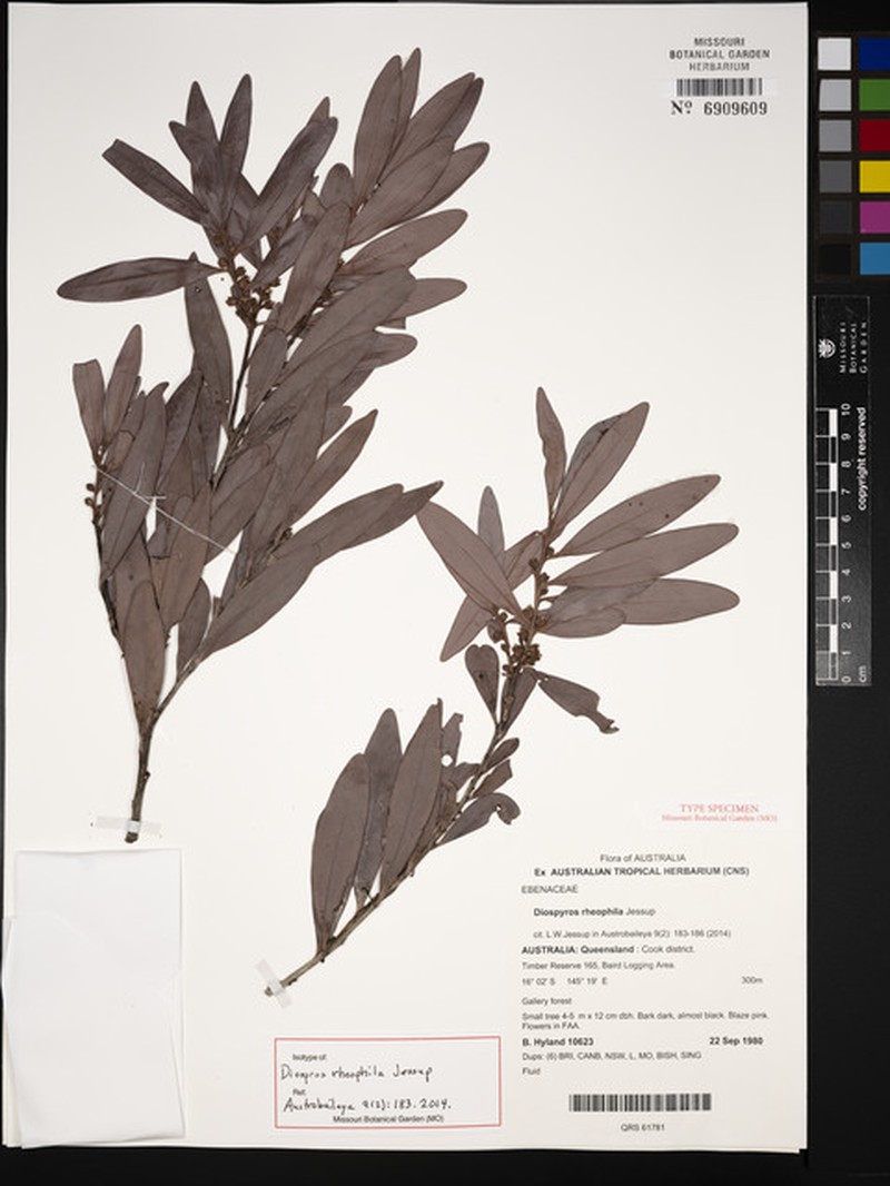 Diospyros rheophila photo 2