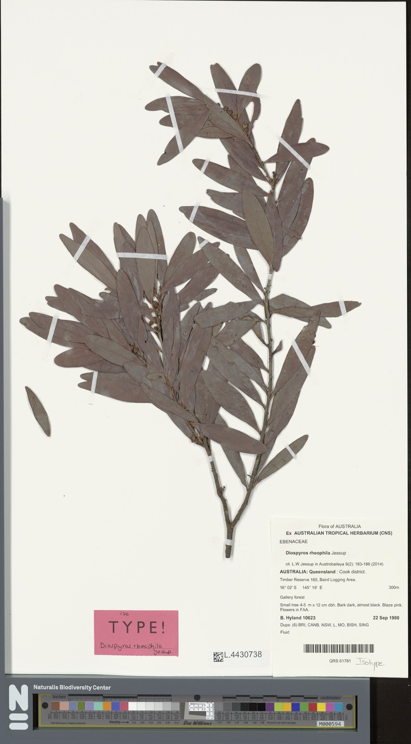 Diospyros rheophila photo 3