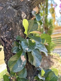 Diospyros rhodocalyx