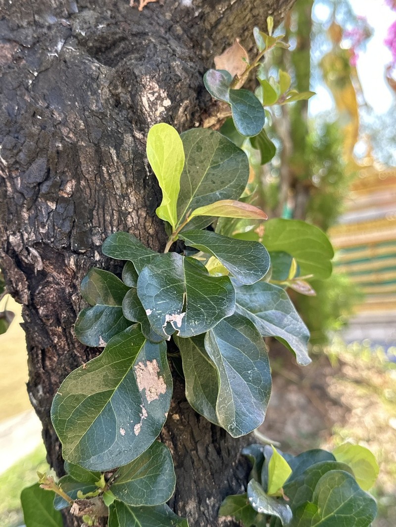 Diospyros rhodocalyx