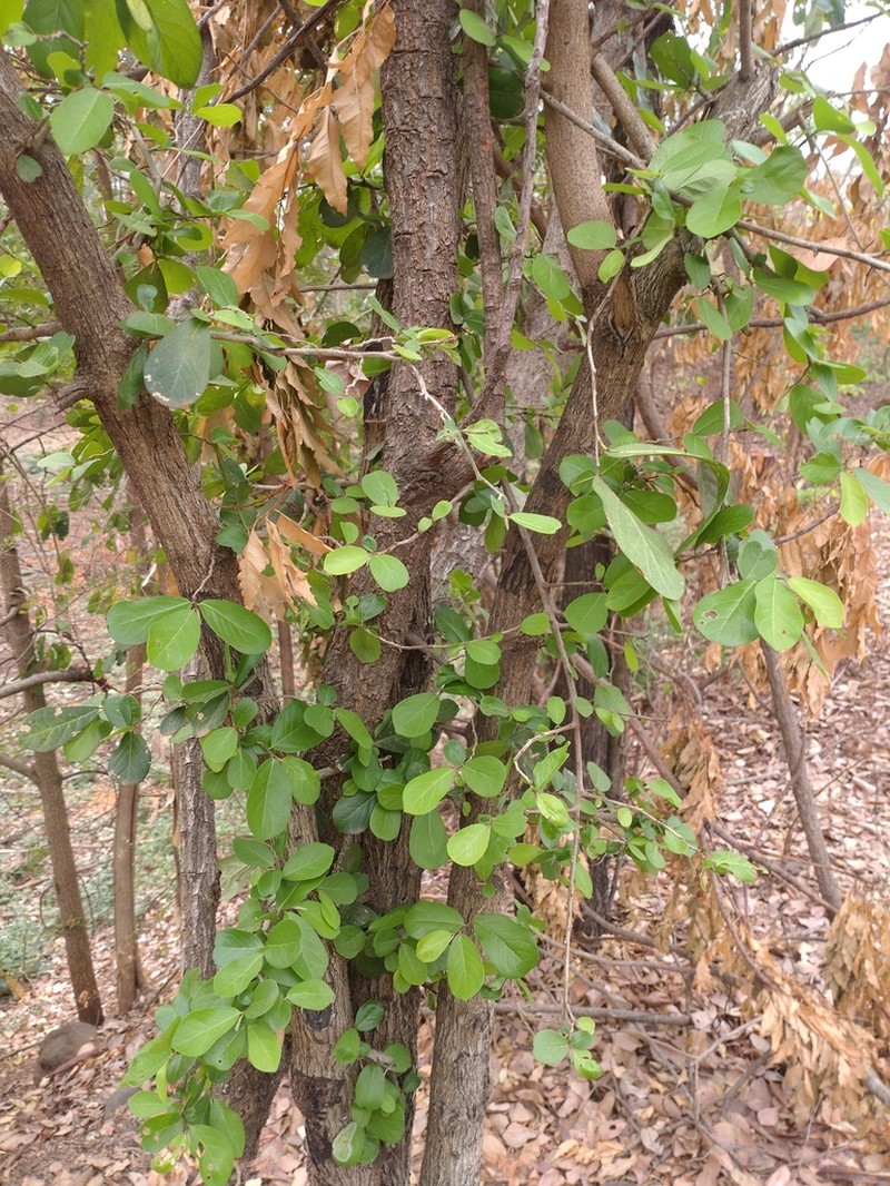 Diospyros rhodocalyx photo 2