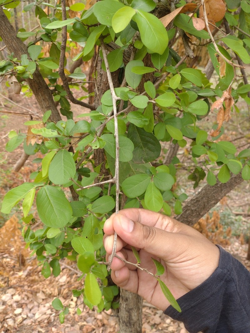 Diospyros rhodocalyx photo 3
