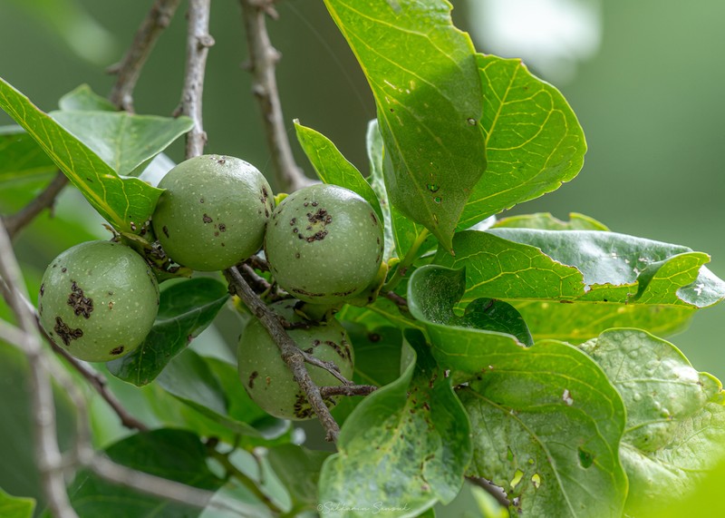 Diospyros rhodocalyx photo 4