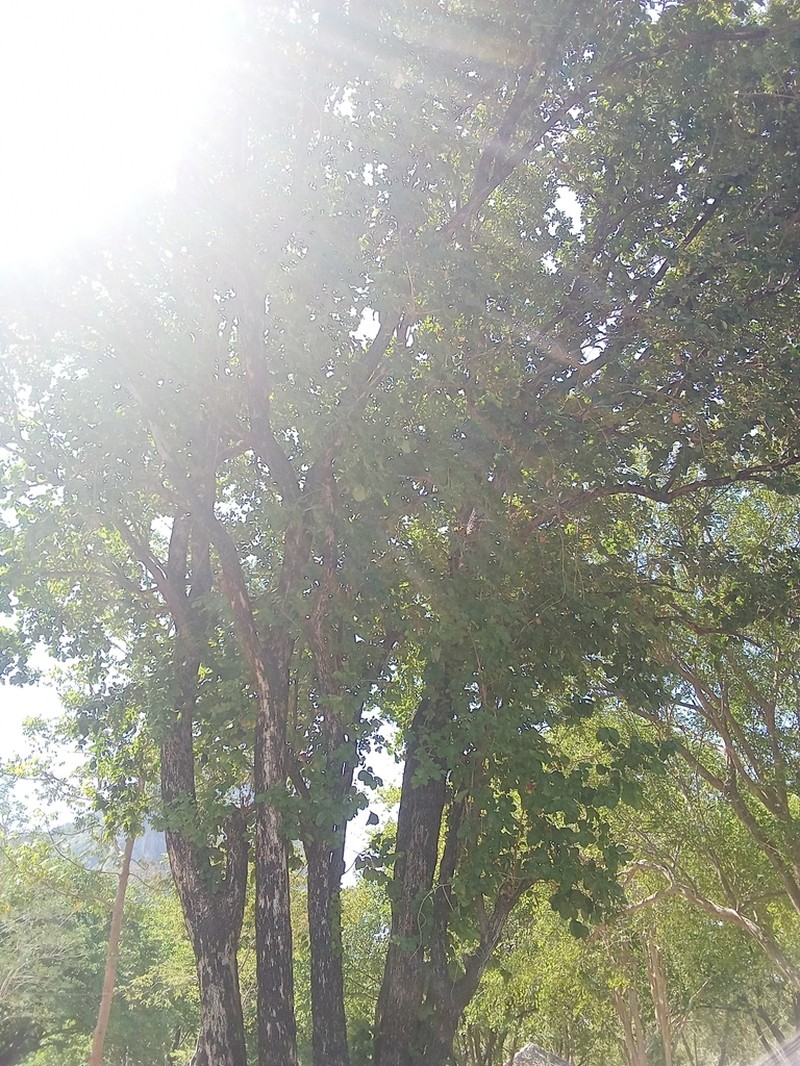 Diospyros rhodocalyx photo 5