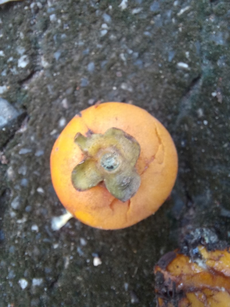 Diospyros rhodocalyx photo 6