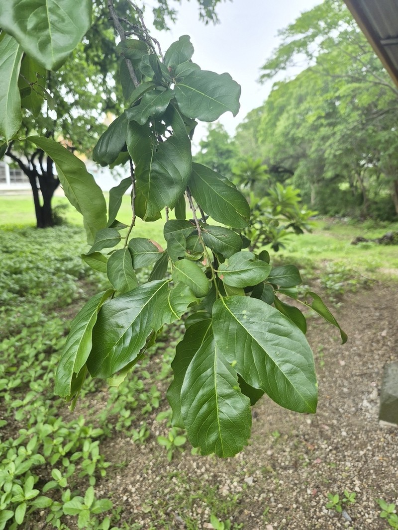 Diospyros rhodocalyx photo 7