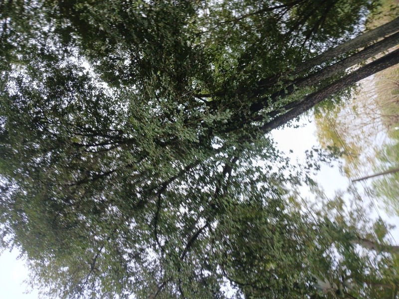 Diospyros rhodocalyx photo 8