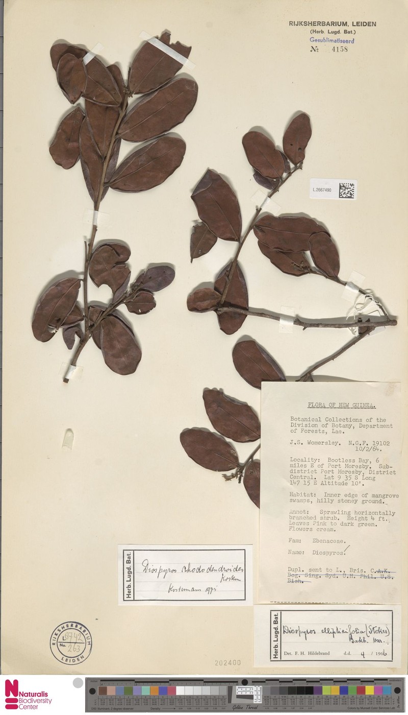 Diospyros rhododendroides