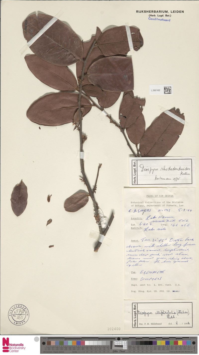 Diospyros rhododendroides photo 2