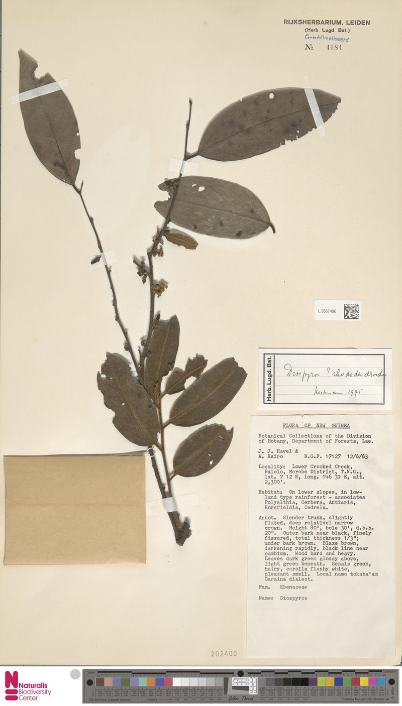 Diospyros rhododendroides photo 3