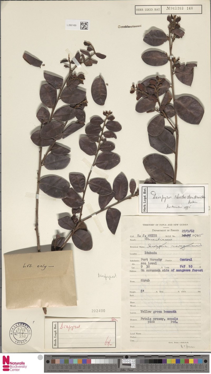 Diospyros rhododendroides photo 4