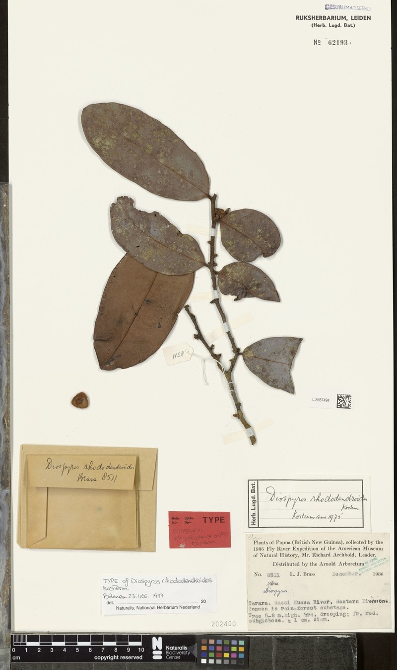Diospyros rhododendroides photo 5