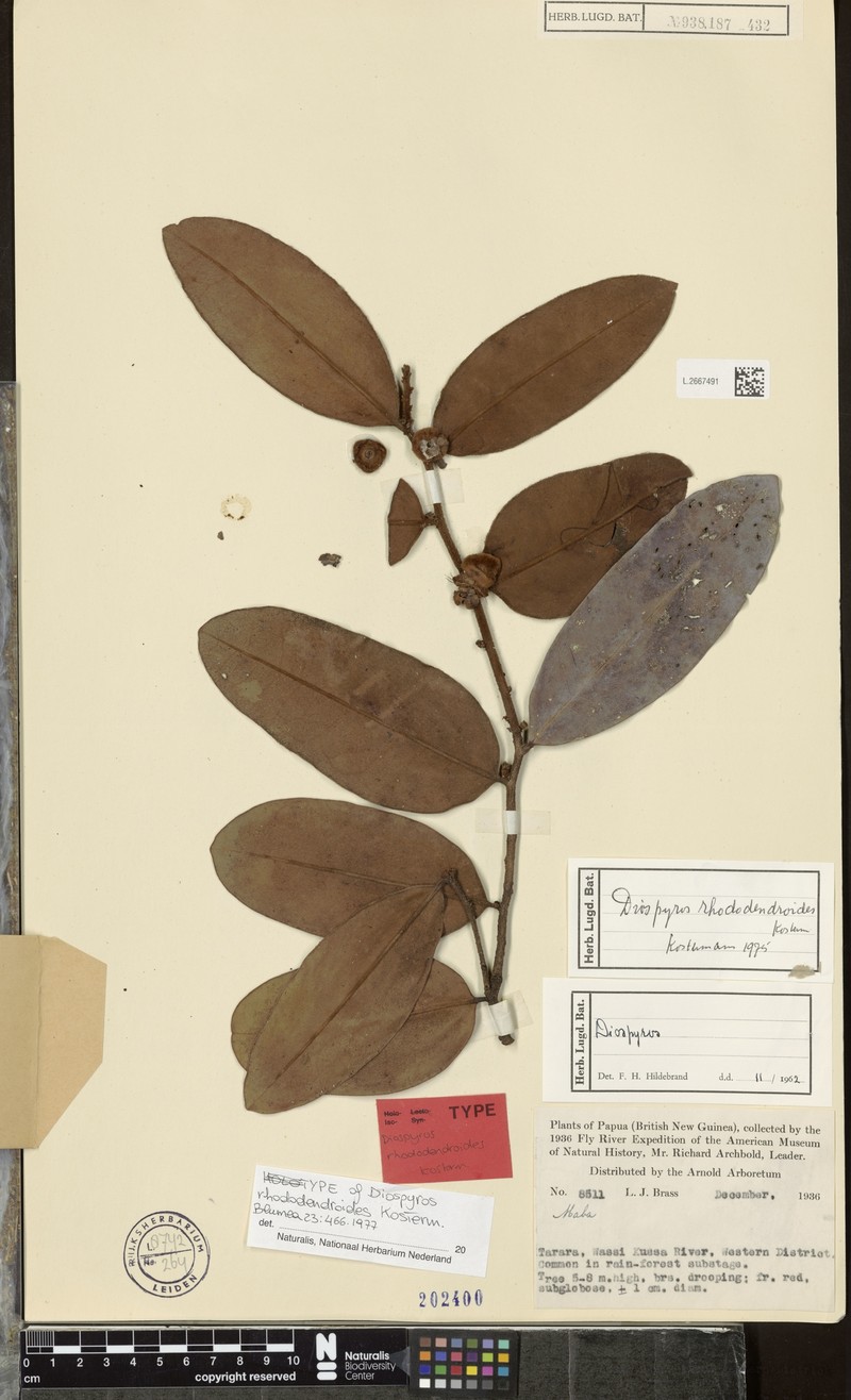 Diospyros rhododendroides photo 6
