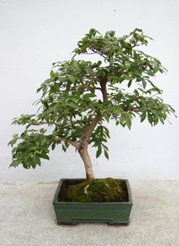 Diospyros rhombifolia