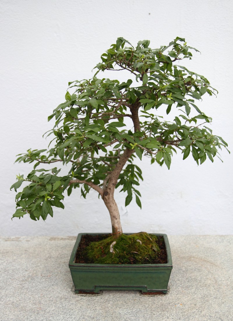 Diospyros rhombifolia