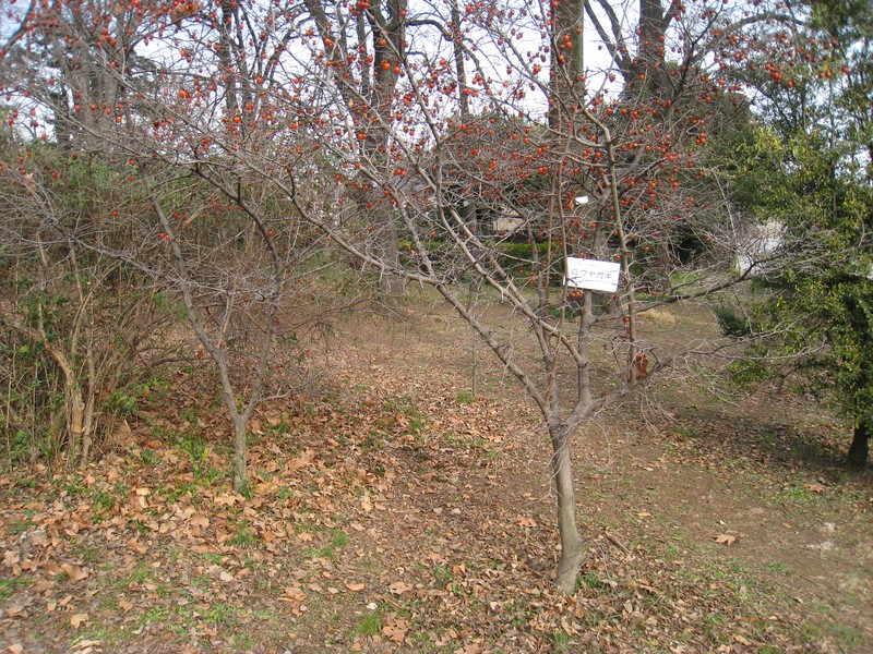 Diospyros rhombifolia photo 2