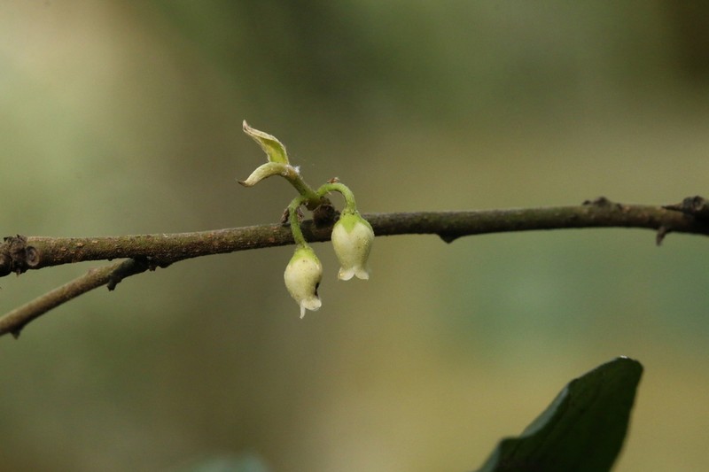 Diospyros rhombifolia photo 3