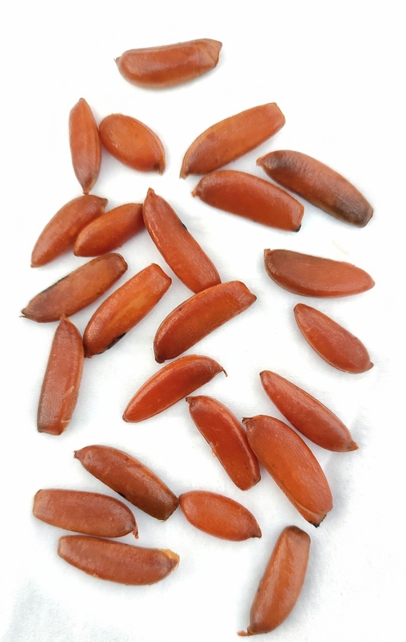 Diospyros rhombifolia photo 4