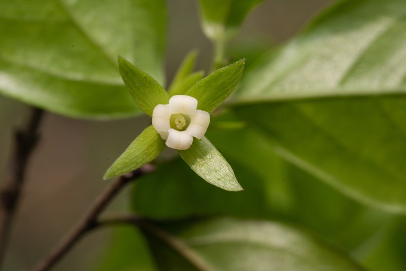 Diospyros rhombifolia photo 5