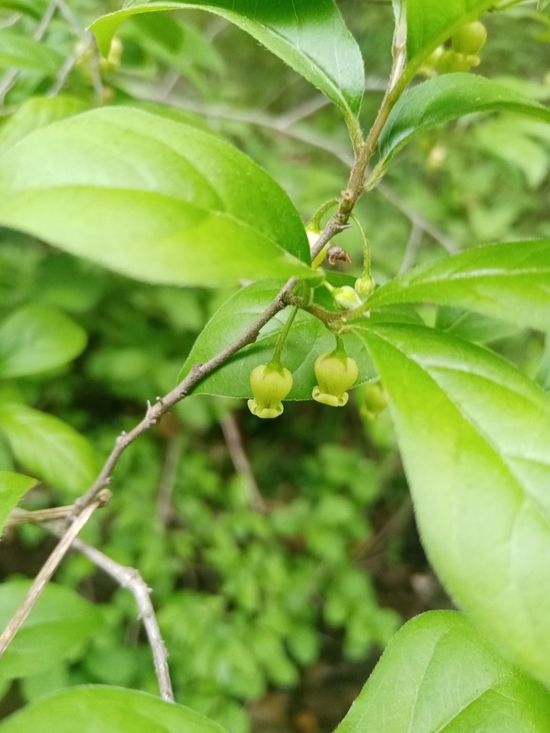 Diospyros rhombifolia photo 6