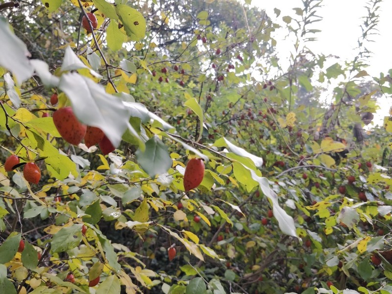 Diospyros rhombifolia photo 7