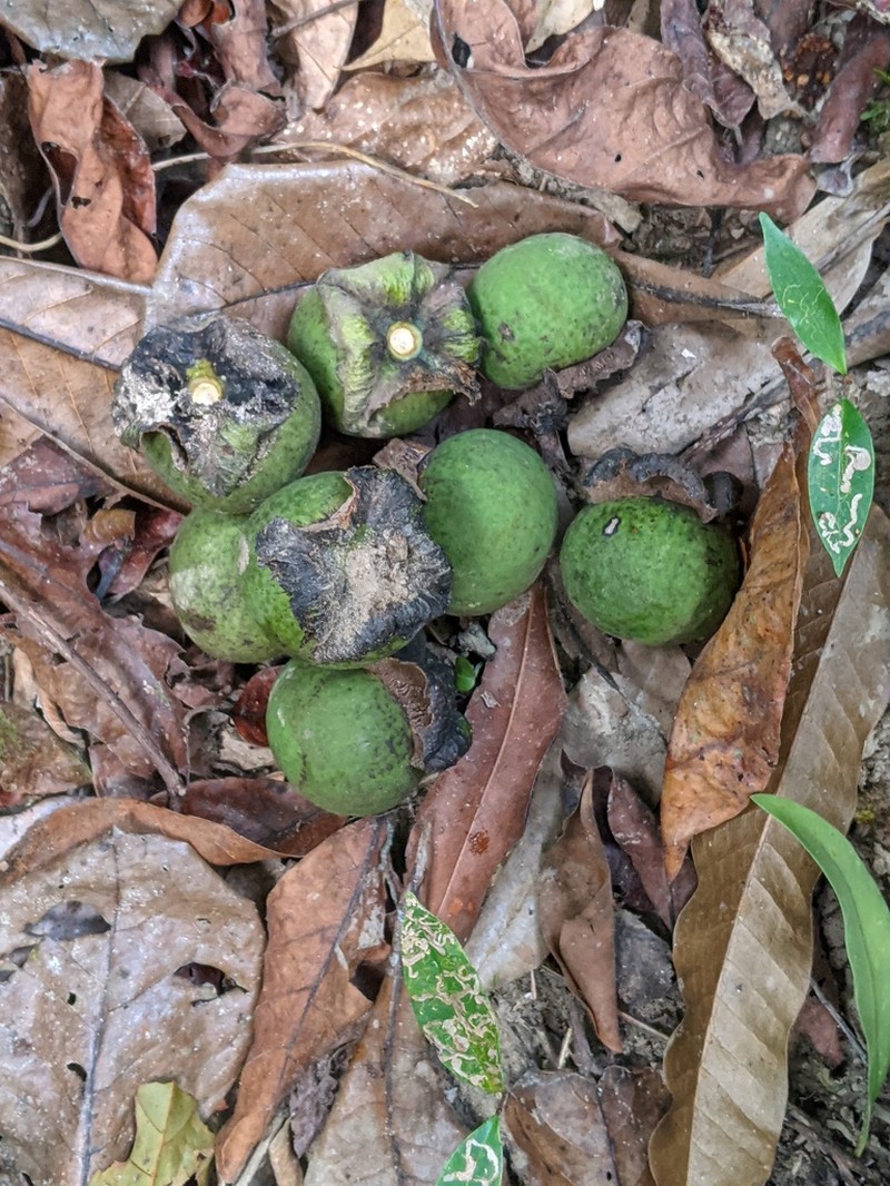 Diospyros ridleyi