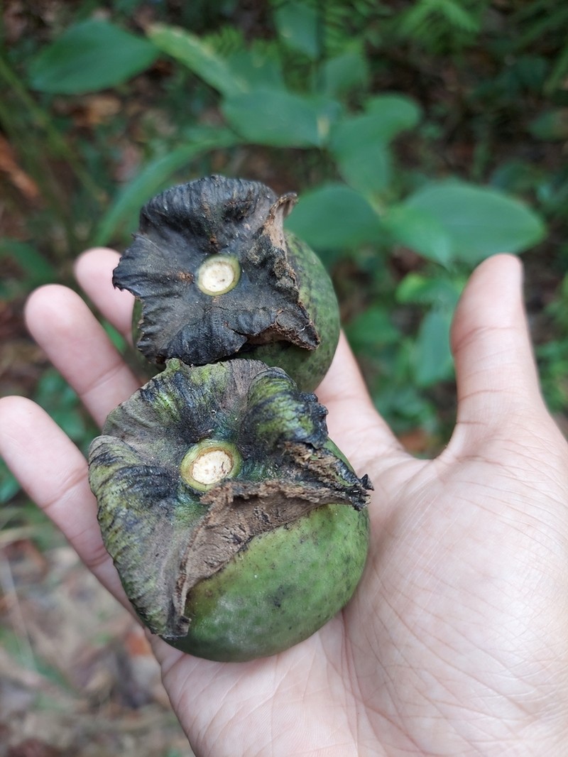 Diospyros ridleyi photo 2