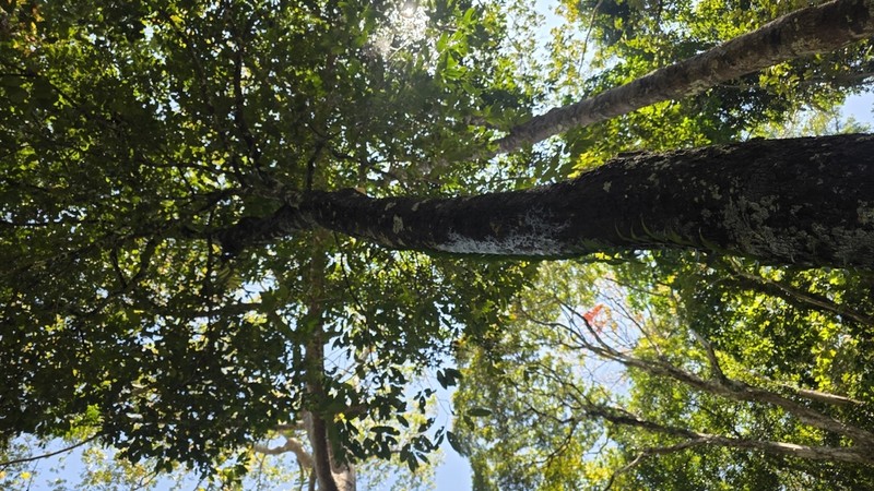 Diospyros ridleyi photo 3