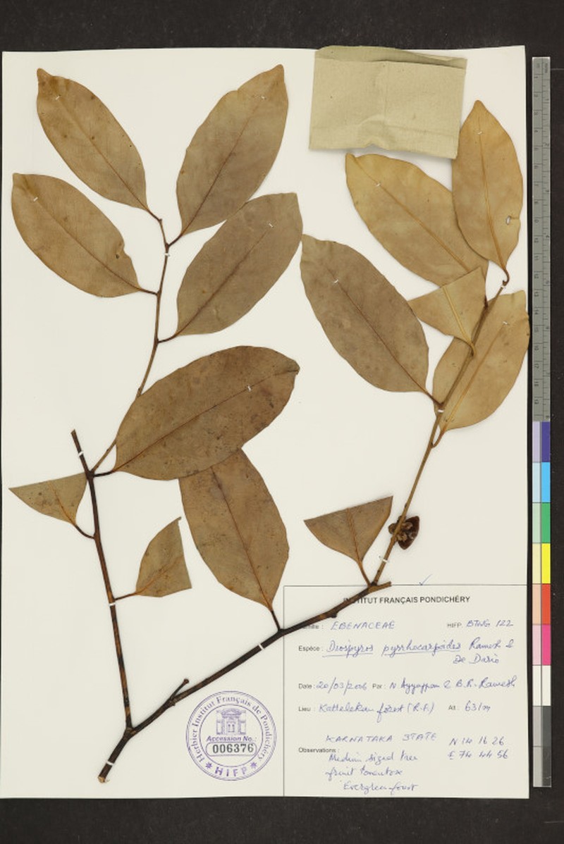 Diospyros ridleyi photo 6