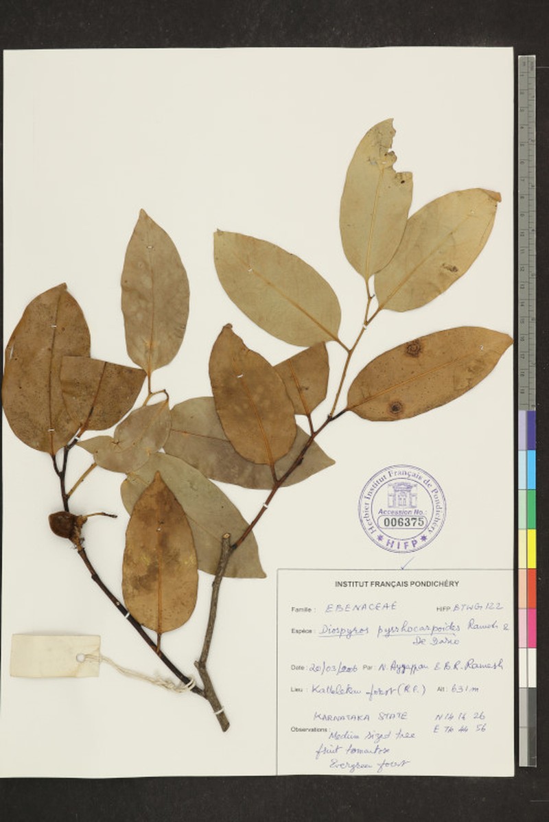 Diospyros ridleyi photo 7