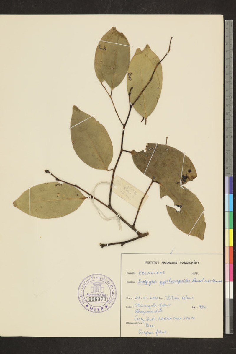 Diospyros ridleyi photo 8
