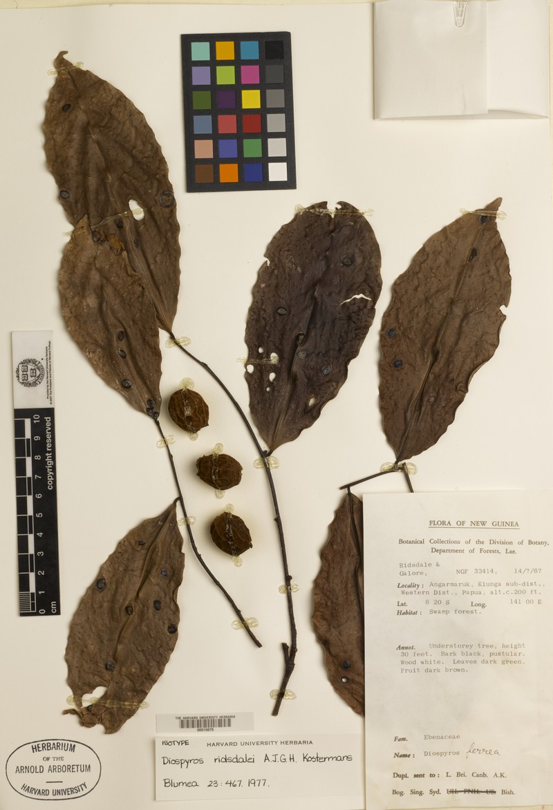 Diospyros ridsdalei