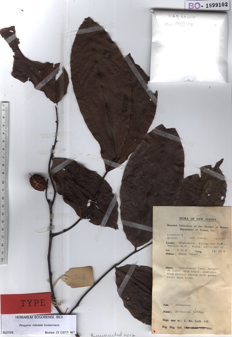 Diospyros ridsdalei photo 2
