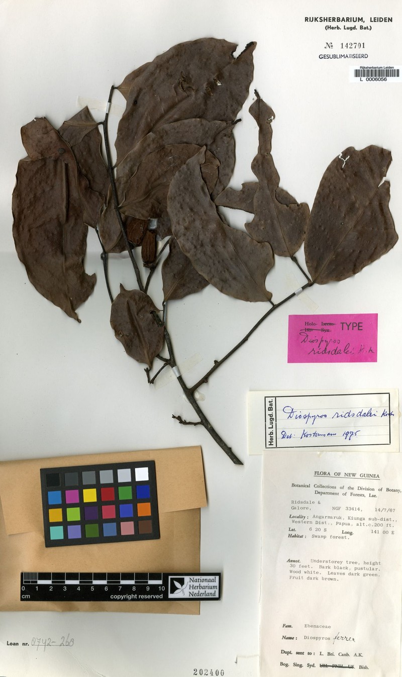 Diospyros ridsdalei photo 3
