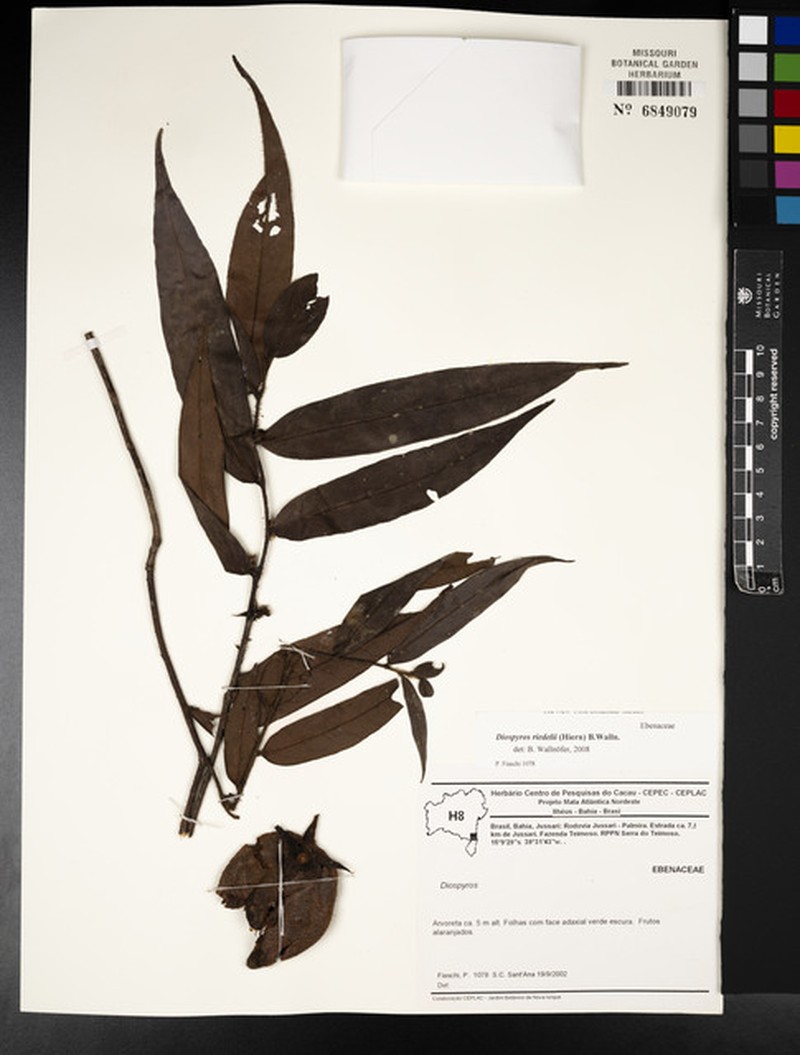 Diospyros riedelii