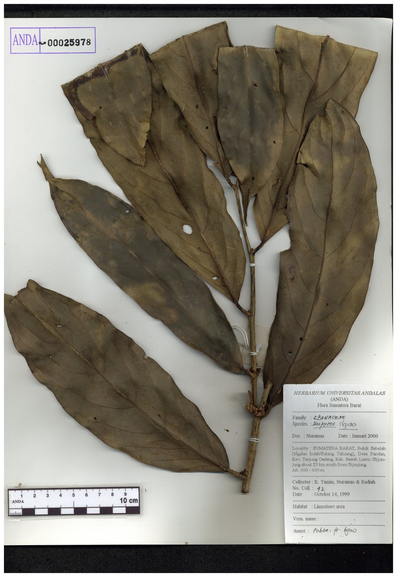 Diospyros rigida