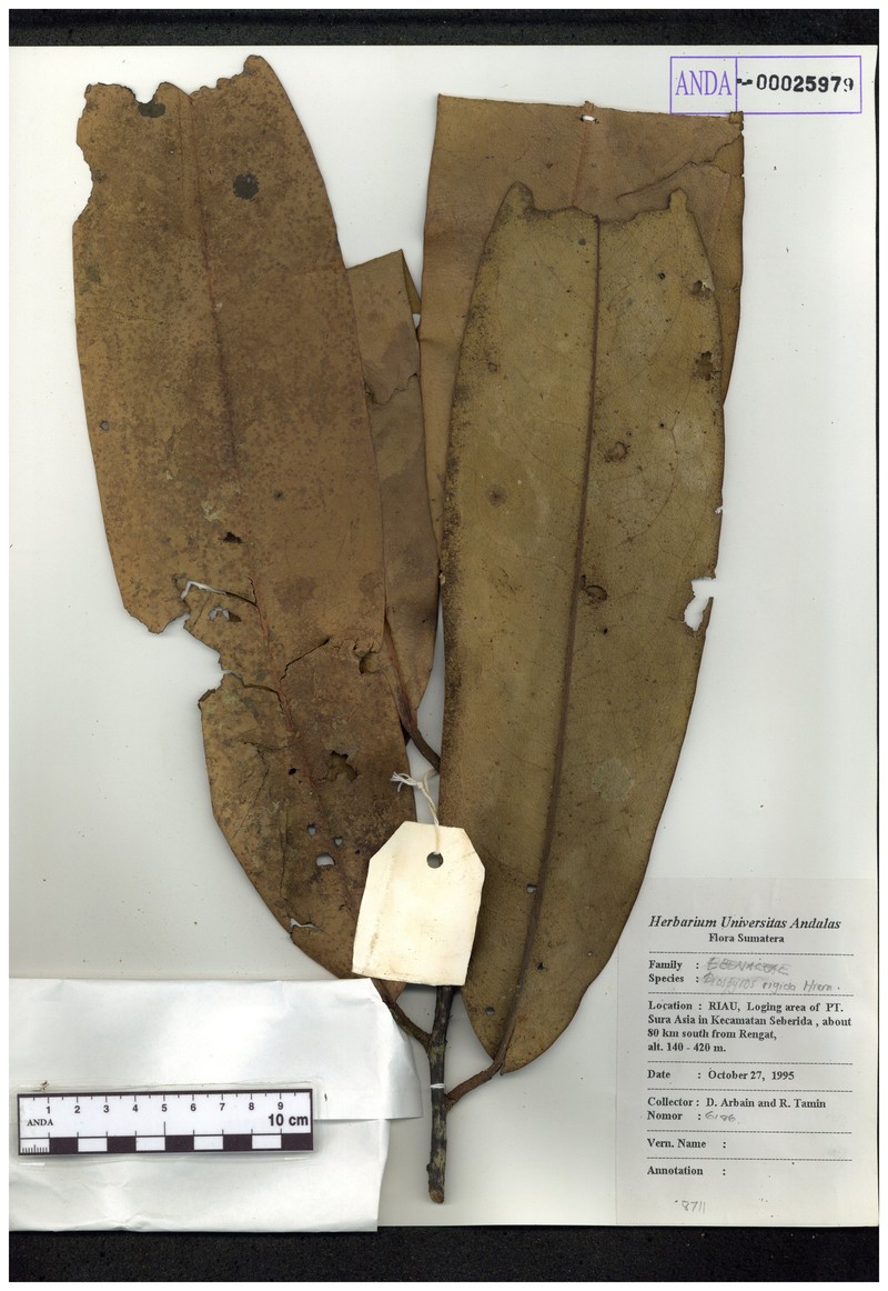 Diospyros rigida photo 2