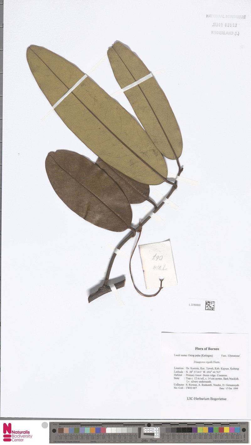 Diospyros rigida photo 3