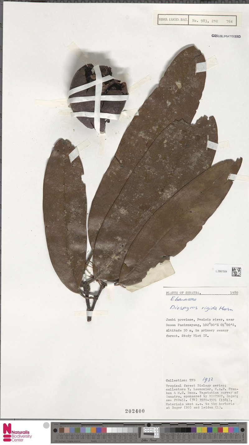 Diospyros rigida photo 6