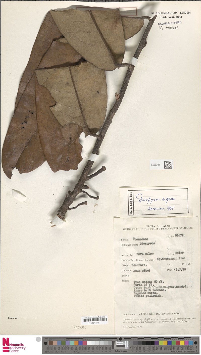 Diospyros rigida photo 7