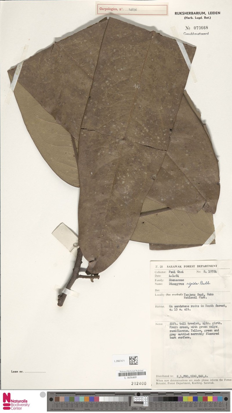 Diospyros rigida photo 8