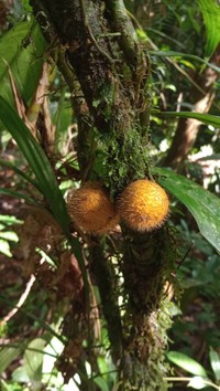 Diospyros ropourea