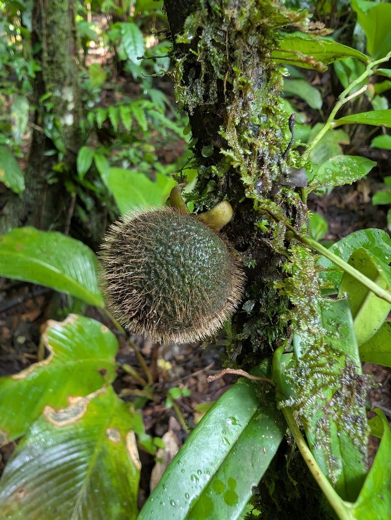 Diospyros ropourea photo 2