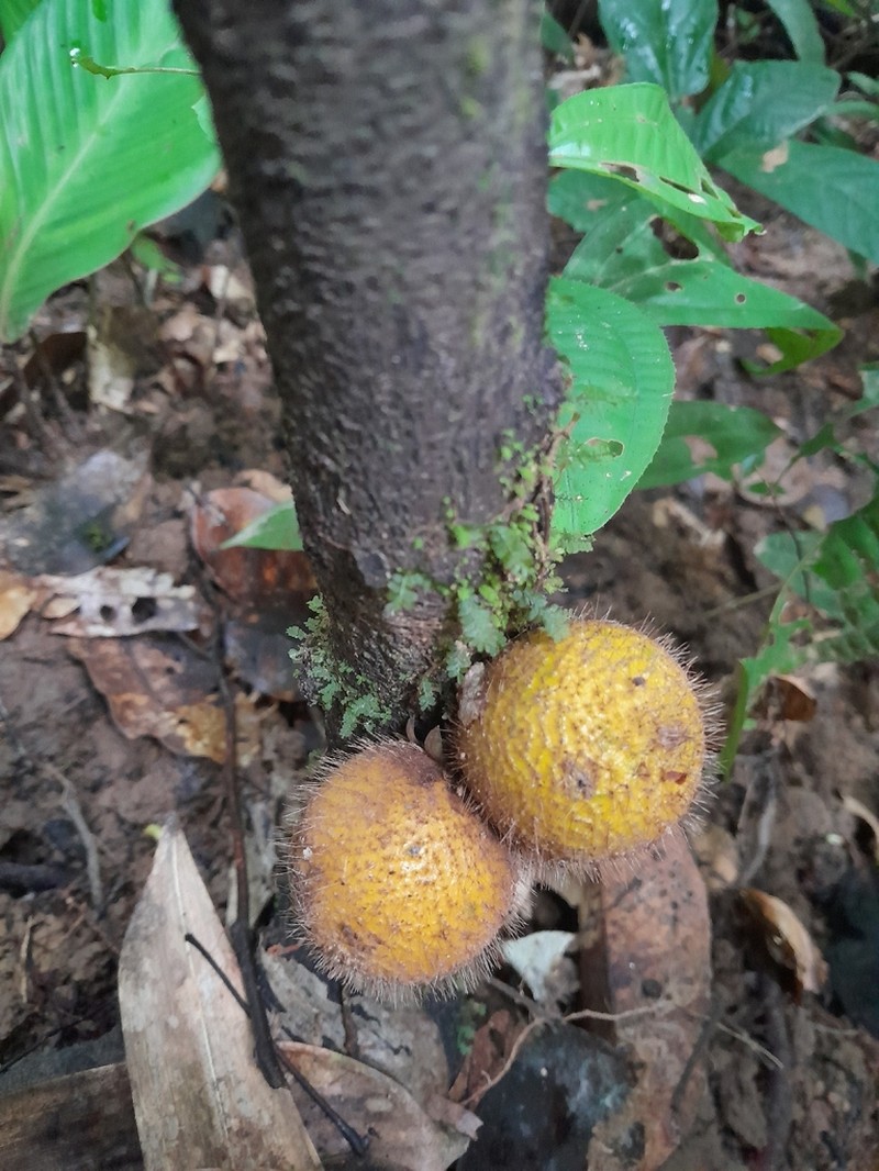 Diospyros ropourea photo 3