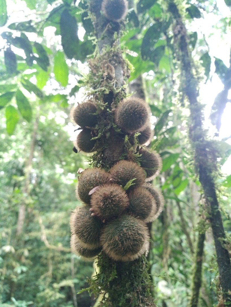 Diospyros ropourea photo 4