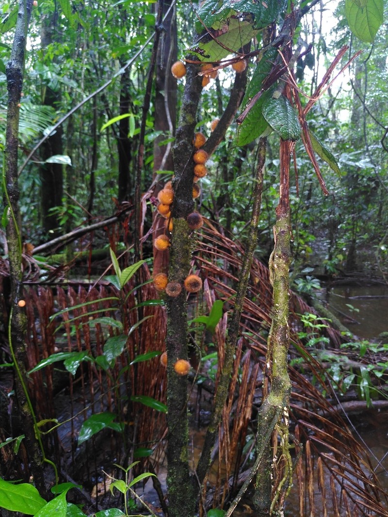 Diospyros ropourea photo 5
