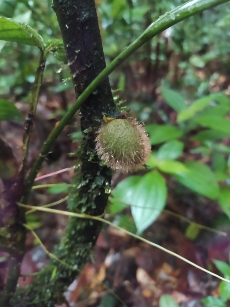 Diospyros ropourea photo 6