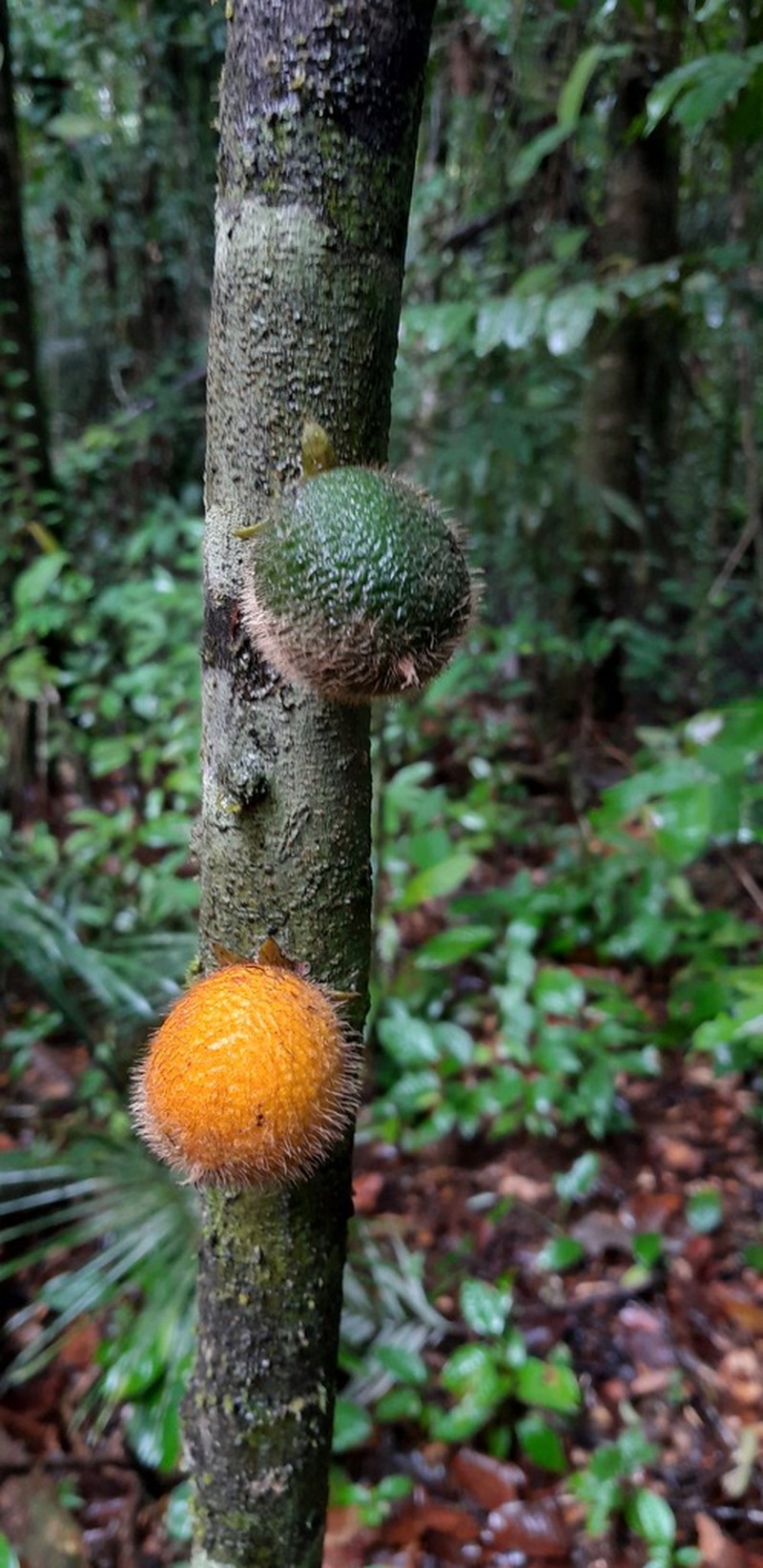 Diospyros ropourea photo 7