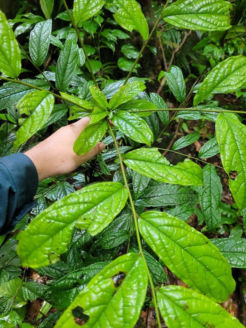 Diospyros ropourea photo 8